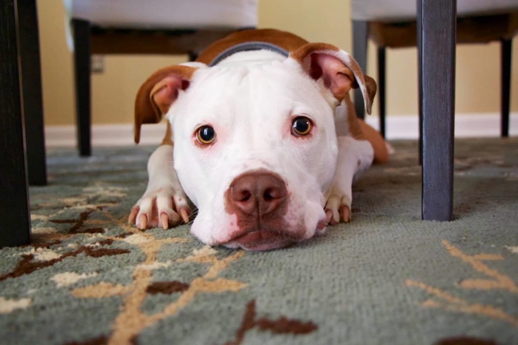 the bissell 1650 vacuum can deep clean your carpets and remove embedded pet hair easily