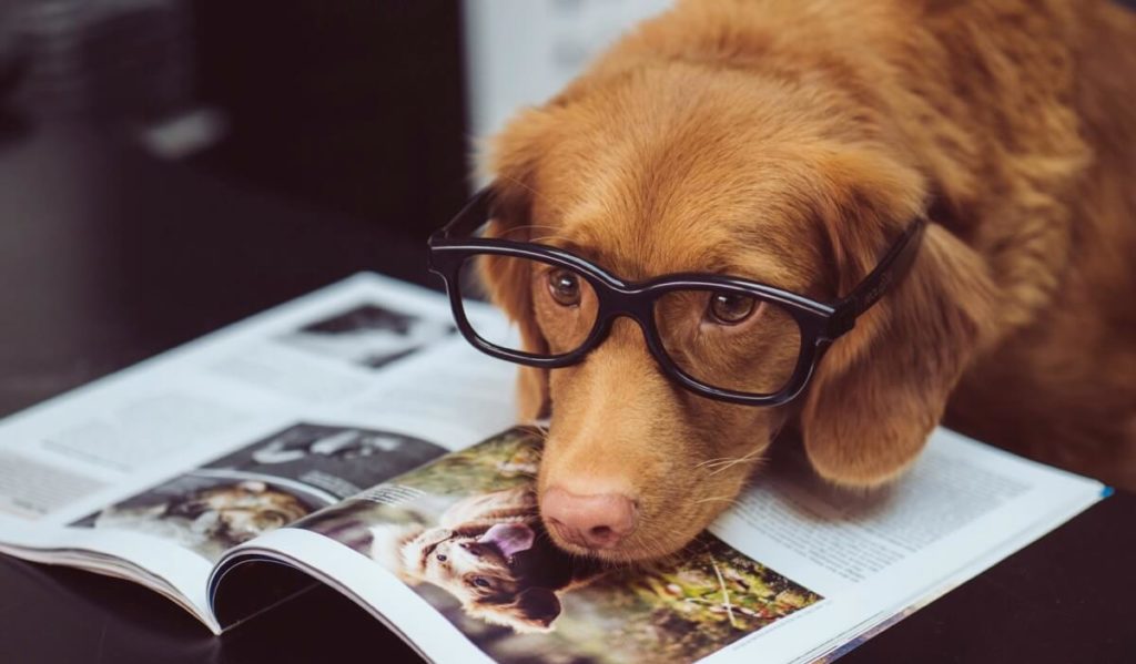 hero image for pet vacuums review landing page