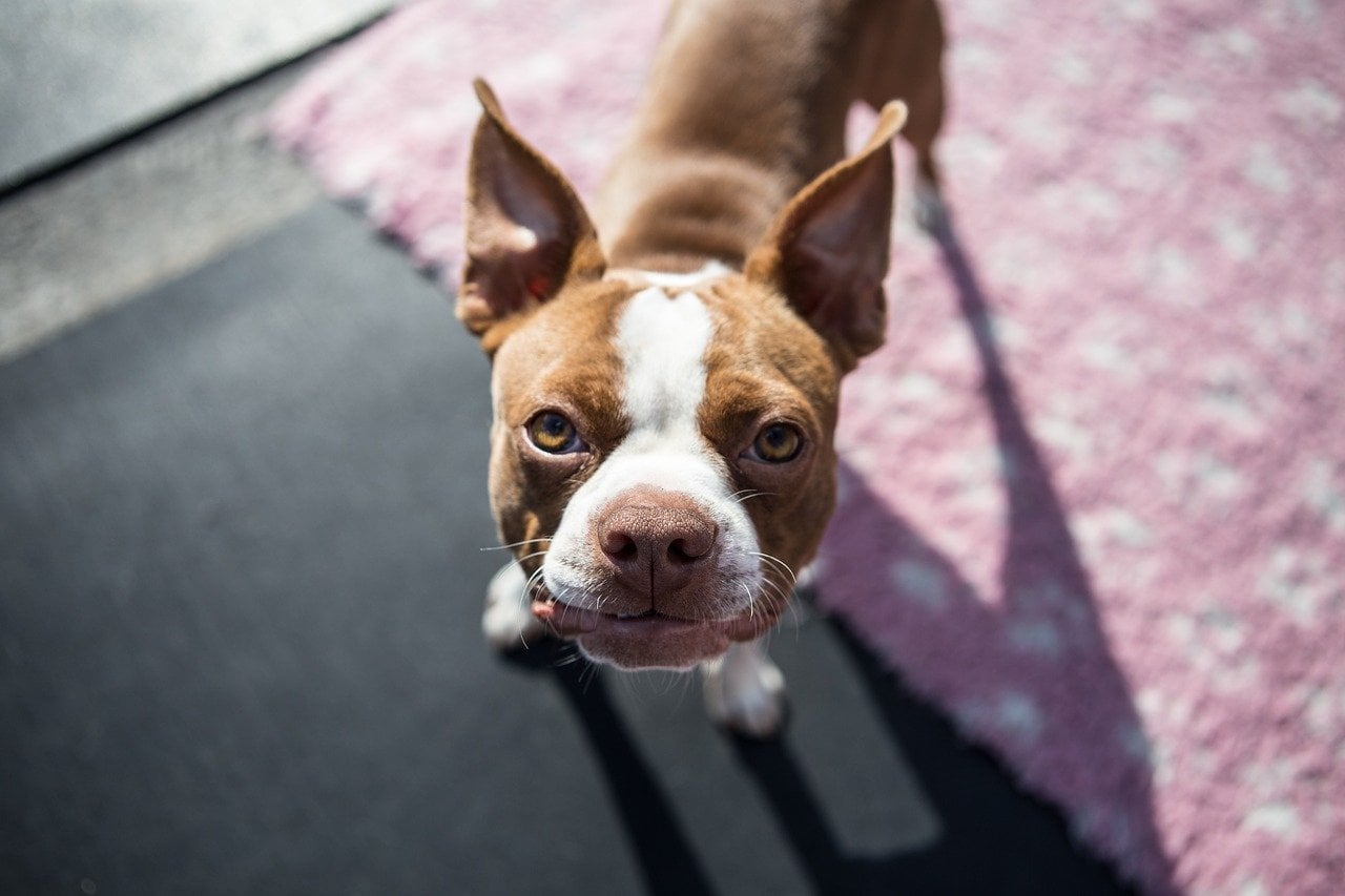 dangerous household products for dogs