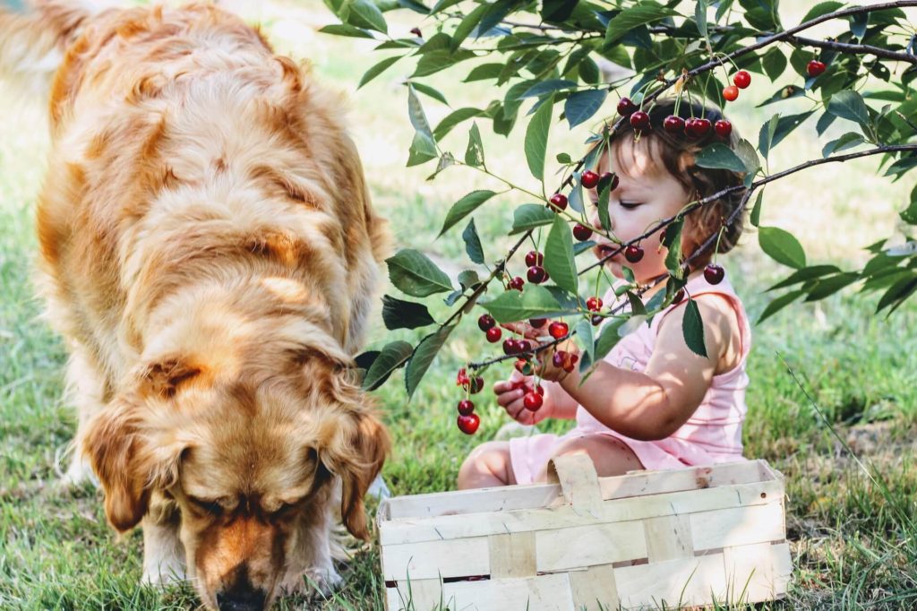 don't give cherries to your dogs