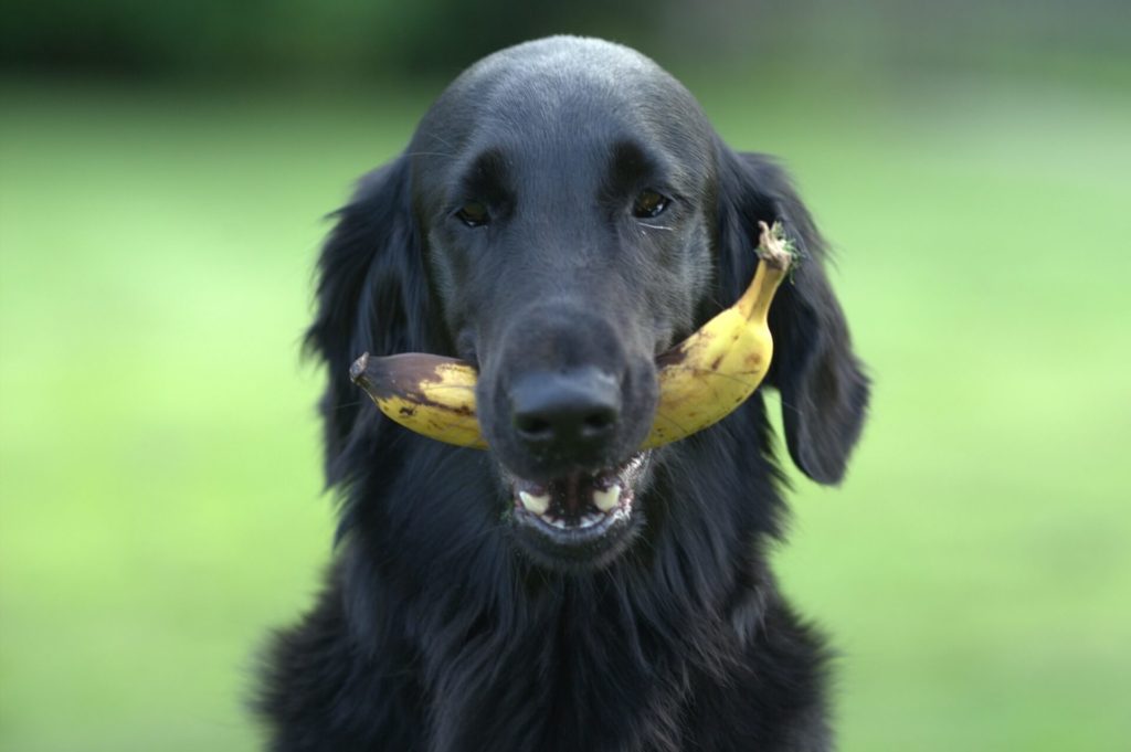 Dog with banana in mouth