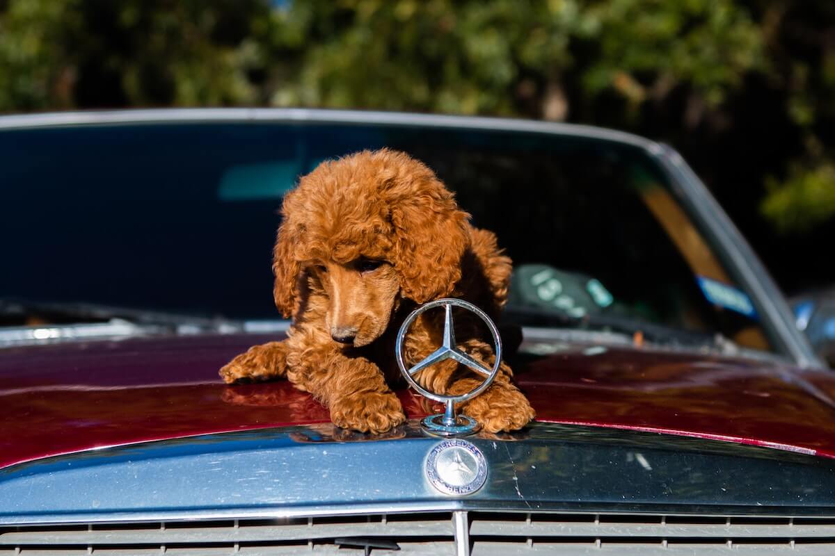 dog on top of car hood
