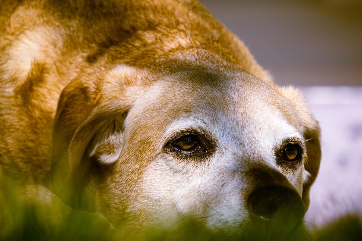 is adopting an older dog a good idea